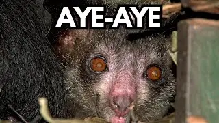 Mystery of the Aye-aye: The Enigmatic Primate of Madagascar