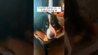 dogs being idiots part 800 #funny #pet #funnydog #funnypet #dogs #lovegoldens #cutegolden #petvideo