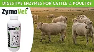 Zymovet - Digestive Enzyme Liquid For Cattle & Poultry