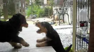 Airedale Terrier Puppies!!