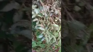 Thangnang Kai la hmulo tan, Changpui Ram a mi..