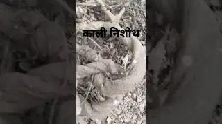 निशोथ की पहचान #nisoth #jadibuti #ashtanghridyam