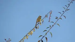 Social Flycatcher