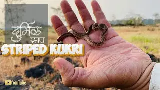 भारतातील सर्वात सुंदर आणि दुर्मिळ साप! 😳 | Rare Striped Kukri Snake Facts 🐍