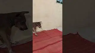 They are popular animals.