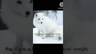 Arctic fox ❤️ #therian #theriantrophy #quadrobics #quads #arcticfox