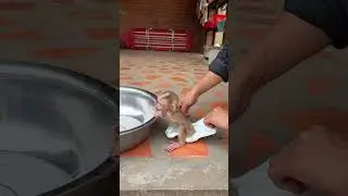 Luna P-oop #monkey #babyanimal #babymonkey