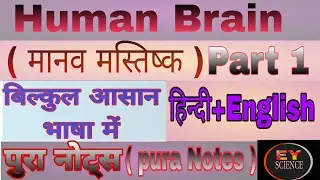 human brain structure and function in hindi |human brain parts and functions in hindi