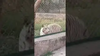 son of mohan ##whitetiger