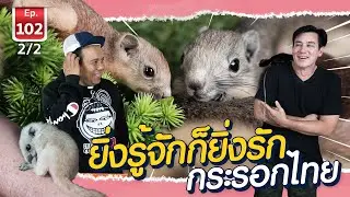 Thai squirrel กระรอกไทยยิ่งรู้จักยิ่งหลงรัก - เพื่อนรักสัตว์เอ้ย EP.102 [2/2]