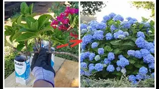 👉 Incrível!! Varias MUDAS DE HORTÊNSIA Do Jeito SIMPLES E FÁCIL😘