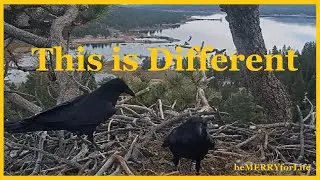 🐥🐥FOBBV This is Different  - on Jackie & Shadow’s on Nest🐥🐥💥