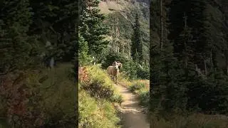 Bighorn sheep blocking the path in the mountains 😂 #animals