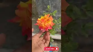 Colour Changing Rose #garden #gardening #rose #rosegarden #rooftopgarden #colourful #flowers