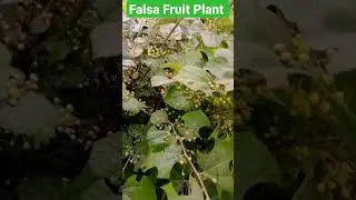 Falsa Fruit Plant |  #shorts #youtubeshorts #viralvideo #1000subscribers