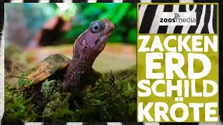 Cologne Zoo: Black-breasted leaf turtles 😍 | zoos.media
