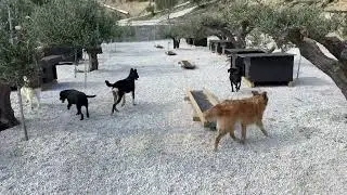 Бэмби и вся остальная озорная компания тоже переехали! - Приют Такиса