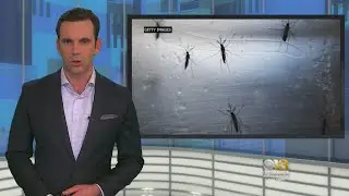 Climate Change Could Expose 1B More People To Bug-Borne Disease, Study Says