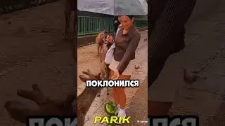 Red and blue #recommended #csgo #marmok #memes #johan #twitch #redandblue #standoff2 #gaming #игры