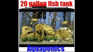 Aquaponics:  Grow Herbs with a 20-Gal fish tank