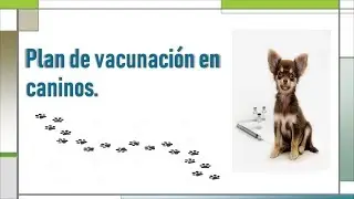 Plan Profilactico Canino | Mefisto Igneel