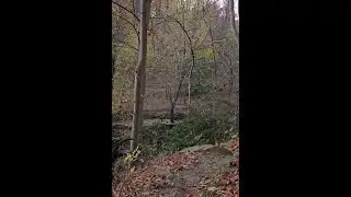 Crum Creek Hike Pt 3 2025-11-06 - The Other One from 1979-01-18 (My 1st Show) #hiking #gratefuldead
