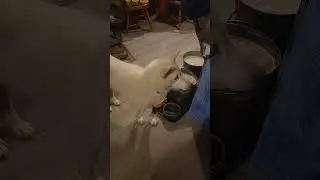 Мясное лакомство, пожалуйста!