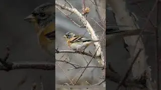 Brambling bird /#shortsfeed #trendingshorts #youtubeshorts #shortsviral #shortsvideo