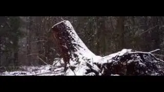 Winter Snow Falling In Craigvinean Forest On Visit To Highland Perthshire Scotland