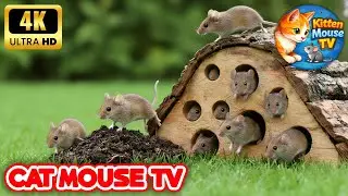 Cat TV Mouse For Indoor Cats 😻 (Relaxing 4K Maze) | Kitten Mouse TV