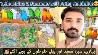 Colour Ringneck & Raw Parrrot Chicks For Sale🥳 | Blue, yellow & sunconor Self pathy😍 #birds #parrot