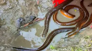 New  Eel Fishing Ever | New Technique Yellow Eel Catching with Trap |