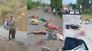 Alert🚨The entire family died in a tiger attack😭 Tiger Attack Bike Family | Jungle Safari | Wildli...