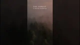 The forest 1