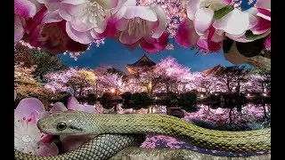 Elaphe Climacophora une esp&egrave;ce Japonaise peu commune en terrario ! 🇯🇵