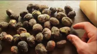 Como germinar semente de pequi parte 2   Quebrando dormência com Ácido Giberélico