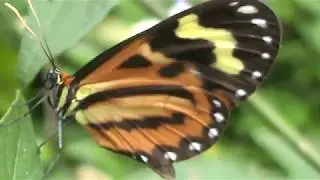 Borboleta ( Hypothyris euclea)
