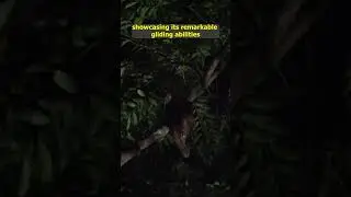 Wings of the Philippines: The Enchanting Tale of the Flying Lemur