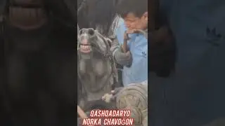 Qashqadaryo Norka polvon