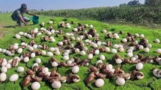 A great hunter collects eggs and catches many snails that are on the grass near a village.