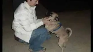 Pug Meetup