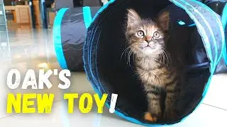 Rescue Cat Oak's New Toy!