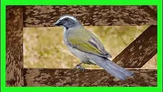 Pepitero Verdoso/Picahueso Canto! Llamado! Sonido!  - Green Winged Saltator Song - Saltator Similis