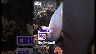 Animals in English - Животные на английском 🐶🐱🐴🦁🐯🐷🐮🦆🐘🐻