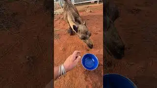 Helping a lone baby camel survive in the Australian Outback