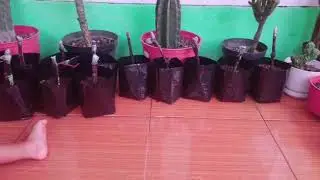 Uang mah rek nabungbung