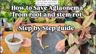 How to save Aglaonema from root and stem rot | Step by Step guide| Guide for beginners #savingplant
