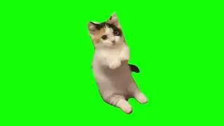 Arm-Flapping Cat | Green Screen Meme | No Copyright | Free Download