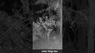Would you take him? #buck #hunting #scrape #rut