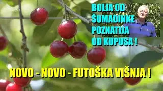HIT U VOĆARSTVU - NOVA SORTA VIŠANJA - FUTOŠKA - gde se greši u TREŠNJAMA  - šta su iskustva...
